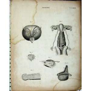  Anatomy Body Organs Humans Encyclopaedia Britannica