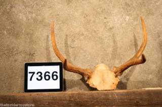 7366 Moose Horns Taxidermy Decor Antlers Skull Mount  
