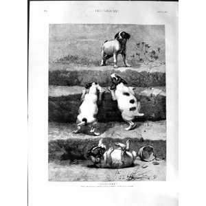   1888 William Strutt Fine Art Puppy Dogs Climbing Steps