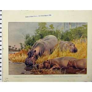   1926 Hippopotamuses River Malay Tapirs Natural History