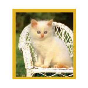  Magnetic Bookmark Sitting Pretty Kitten, Beautiful and 