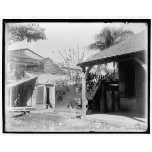  Fiery steed,Port au Prince,Hayti,W.I.,A