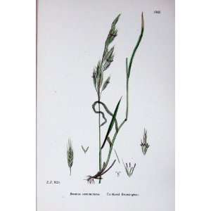    Botany Plants C1902 Confused Brome Grass Bromus