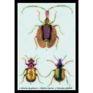  Vintage Art Beetles Calosoma Sycophanta, Elaphrus 