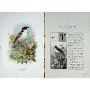 1901 Swaysland Wild Birds Pied Flycatcher Thorburn 