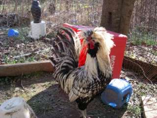   Hatching Eggs 6+ Silver Laced Standard Bearded Polish Pure Breds