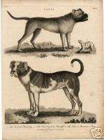 1800 Dog Print Old English Mastiff & British Bulldog  