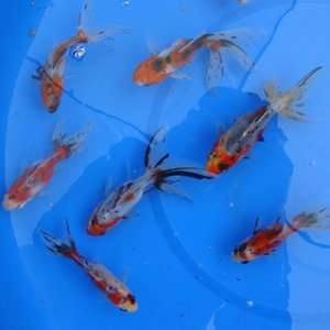  Calico Fantail Goldfish 5 (15 count)
