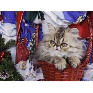Persian Cat Brown Tabby Kitten in Basket, Texas, USA Photographic 