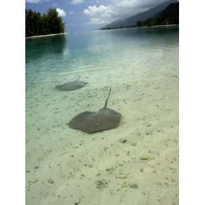  Stingrays in Shallow Lagoon, Moorea, French Polynesia 