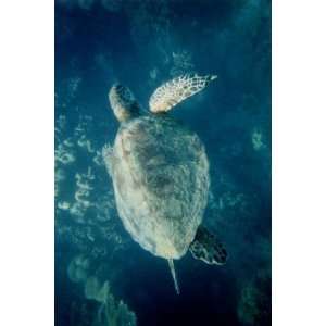  Exclusive By Buyenlarge Green Turtle 12x18 Giclee on 