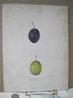   Print,PLUM,Pla​te3a,New York State Fruit Print,1851,Lit​hograph