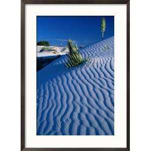  Rippled White Sand Dune with Plants Pushing Through, White 