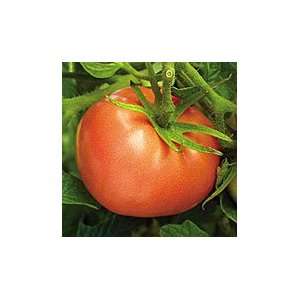  Peron Sprayless Tomato   1 oz. Patio, Lawn & Garden