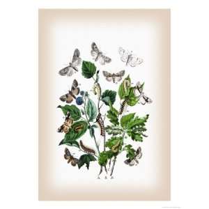  Moths Cymatophora Or, C. Ocularis Giclee Poster Print by 