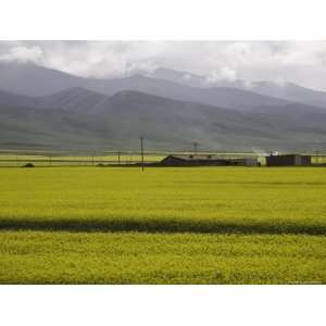  Rapeseed Field and Buildings in the Distance, Qinghai 