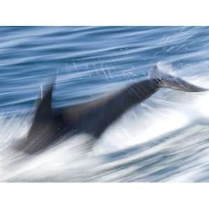 Dolphin Swimming Fast, Baja California, Sea of Cortez, Mexico Animal 