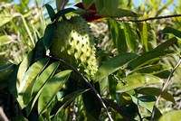   annona muricata seeds 10 seeds soursop is a tropical fruit tree