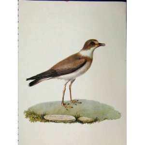   Ringed Plover 1977 Larousse Animal Portrait Bird