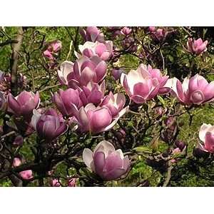  1 Saucer Magnolia 1 1/2   2 foot branched bareroot tree 