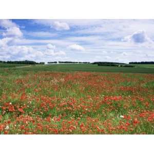  Poppies in the Valley of the Somme Near Mons, Nord Picardy 