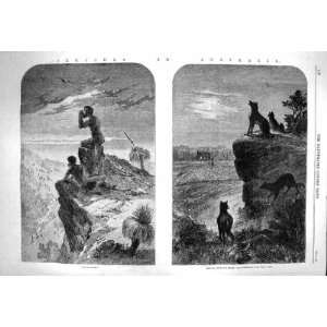    1863 AUSTRALIA DINGOES SHEEPFOLD SNAKE HUNTING BEE