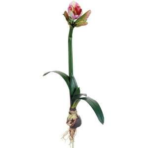  30 Amaryllis W/Bulb Spray Red Green (Pack of 6)