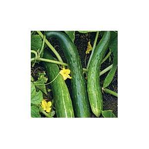  Satsuki Madori Cucumber   1 oz. Patio, Lawn & Garden