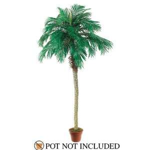 Phoenix Palm Tree (Pack of 2) 