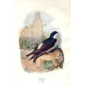  Martin By A Thorburn Wild Birds Print 1903