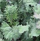 Kale   Red Russian Heirloom Open Pollinated Vegetable 250 Seeds + Free 