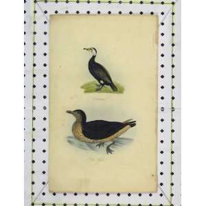  C1850 Colour Print Bird Skua Gull Cormorant Nature