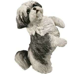  Shih Tzu   Small Size 