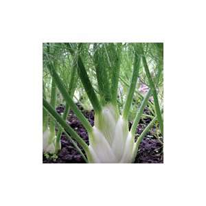  Seeds of Change Perfection Fennel Patio, Lawn & Garden