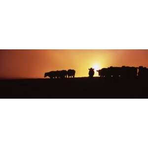  of Cows at Sunset, Point Reyes National Seashore, California 