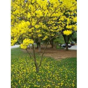 15 Seeds Tabebuia argentea Seeds  