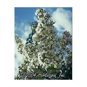  Crape Myrtle   White Tree Patio, Lawn & Garden