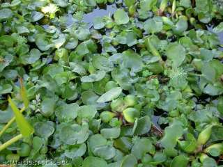 WATER HYACINTHS (Eichhornia crassipes)  