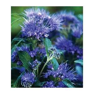  Caryopteris Grand Bleu™Sold out, but please review this 