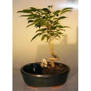   Land Container ficus orientalis  Grocery & Gourmet Food