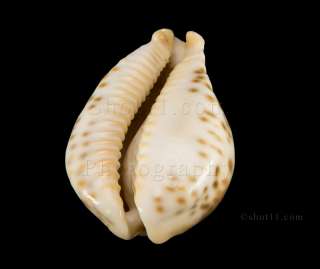 Cypraea fultoni 67.7mm PRECIOUS Hard to Get MAGNIFICENT Mozambique 