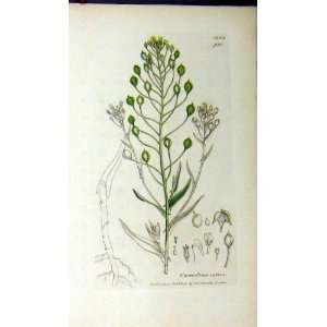  Camelina Sativa Plant 1803 Sowerby Botanical Print