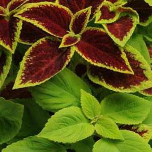  Under the Sun Coleus 10 Fuseable Pellets   Crimson Gold 