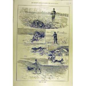  1887 Rabbit Hares Farm Shooting Sport Print