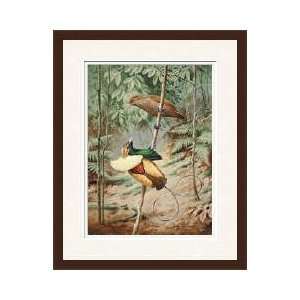   Bird Of Paradise Dances On Sapling For Female Framed Giclee Print