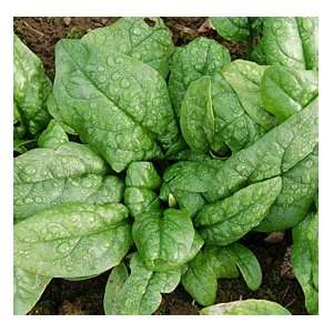  Organic Samish Hybrid Spinach Seeds Patio, Lawn & Garden