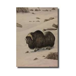  Muskox Standing In The Snow Giclee Print