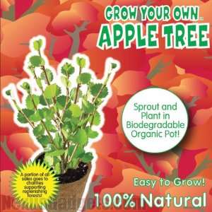  Grow Your Own Apple Tree Kit Patio, Lawn & Garden