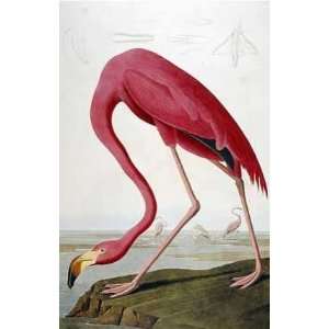  American Flamingo John James Audubon. 14.25 inches by 20 