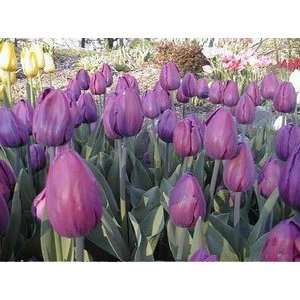  Tulip Attila 11 12 cm. 100 pack Patio, Lawn & Garden